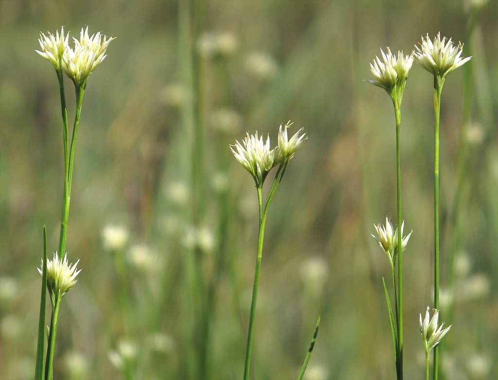 Rhynchospora alba